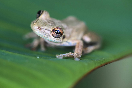 一个橄榄鼻子 treefrog Scinax elaeochrous 在哥斯达黎加晚上坐在香蕉叶子上。