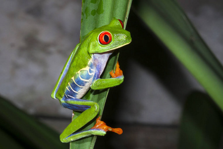 在哥斯达黎加 Tortuguer 国家公园晚上, 一只红眼睛的 treefrog Agalychnis callidryas