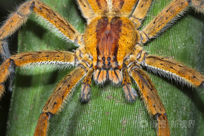 一只巴西流浪蜘蛛phoneutriasp在哥斯达黎加夜间埋伏在一片树叶上