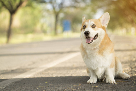 四只狗狗的图片图片