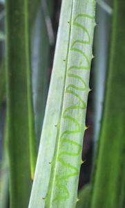 哥斯达黎加芦荟植物昆虫踪迹