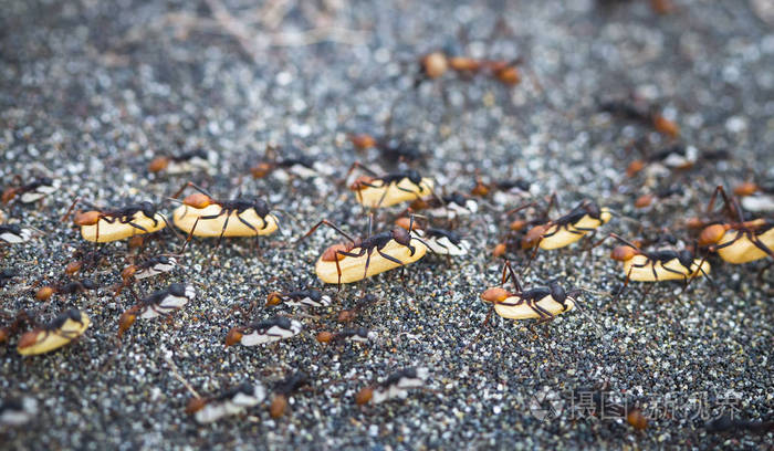 一群蚂蚁ecitoninae将卵带到一个新巢的位置tortugu