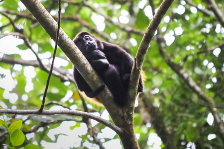 覆盖吼猴 Alouatta palliata 睡在 Tortuguero 国家公园的树上, 哥斯达黎加