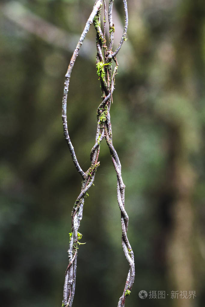 新西兰的藤蔓缠绕在一起