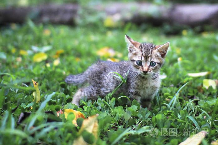 一只小猫从哥斯达黎加的草和三叶草的床上走过。