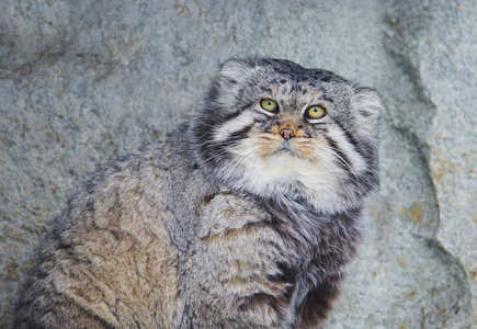 马努(帕拉斯猫)是一只生活在中亚的野生猫.照片