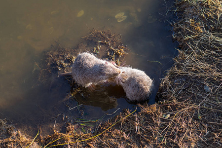 两个年轻的麝鼠ONDatraZibethicus在水中互相玩耍。