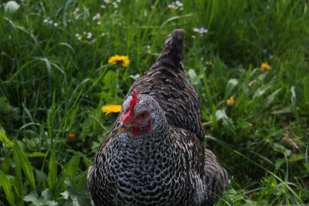 绿茵草地上野生母鸡近照图片
