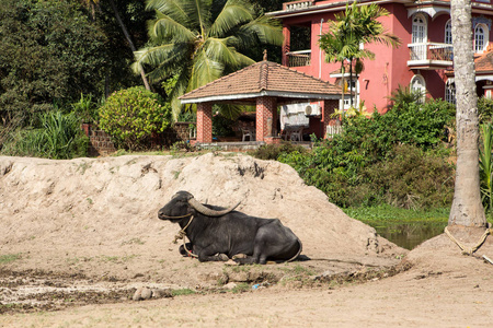 躺在地上的大黑母牛