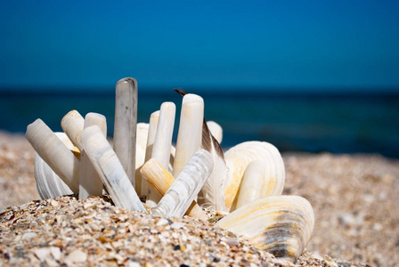 在蓝色的大海和蓝天黄色的沙滩的背景下，许多长长的圆形的美丽的罕见的灰白色贝壳暑假晴天