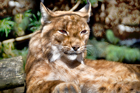 野猫在树上睡