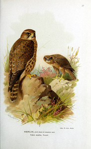 鸟的插图。 英国岛屿鸟类的彩色图形