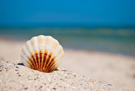 大海，美丽的白色棕色贝壳躺在黄沙上，在蔚蓝的大海和白色波浪的蓝天上，暑假，夏日，炎热的海滩