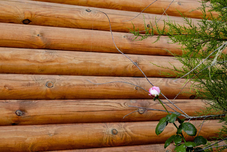 针叶树的绿色枝，杉树，松树，粉红色的玫瑰，在木木的背景上，墙上，框架，绿叶，枝叶，明亮的晴天