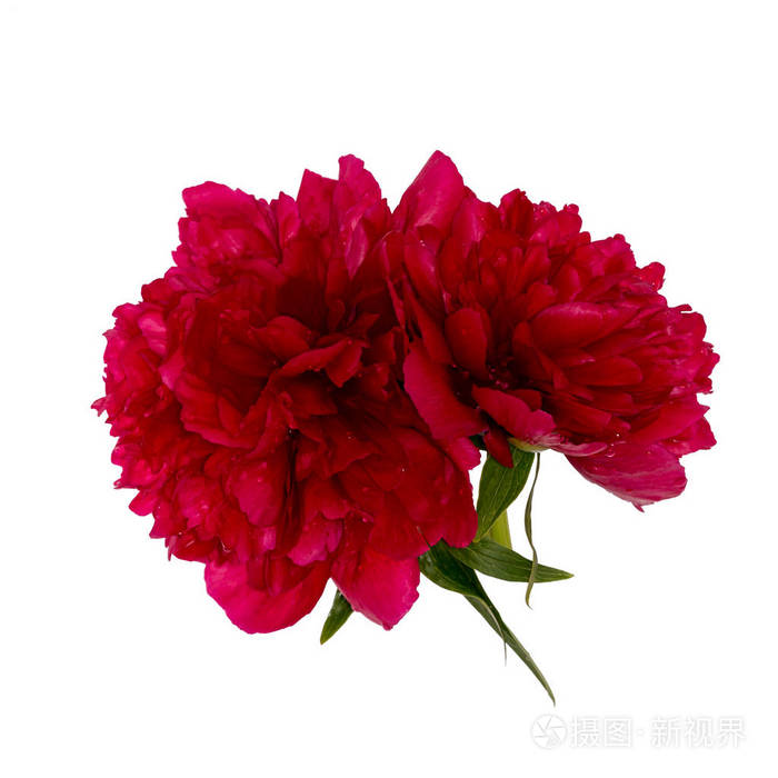 两朵牡丹花亮红