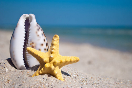 大海美丽的贝壳，白色的边缘和紫色的背面，旁边是一只黄色的海星，垂直站在黄海的黄沙上，白色的波浪，蓝天，暑假，炎热的海滩