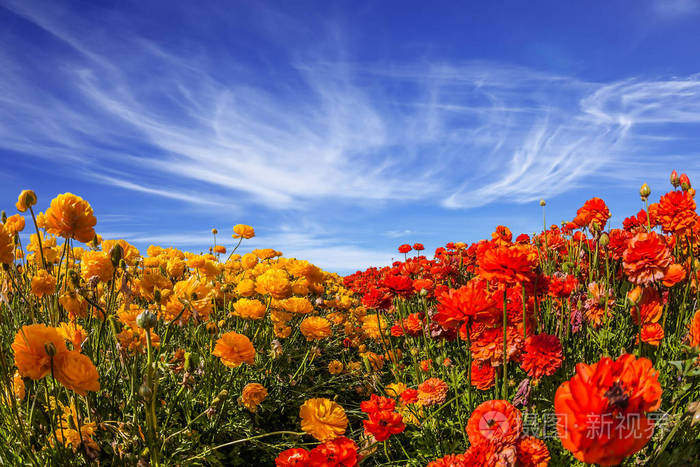 华丽的鲜花盛开的清新美丽的田野牛油花在蓝天上有云的背景乡村旅游