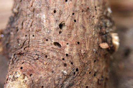 白蚁洞木表面特写照片