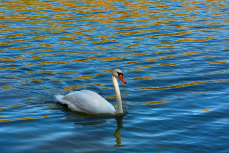 湖中的白天鹅, 黄叶的倒影, 秋天的季节照片