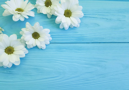 蓝色木头上的白色菊花