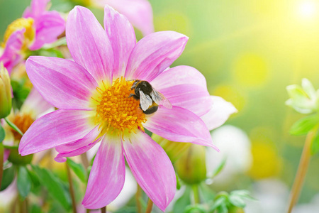 大黄蜂在大丽花上收集花蜜