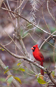 雄红北红衣主教鸟 Cardinalis Cardinalis