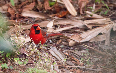 雄红北红衣主教鸟 Cardinalis Cardinalis