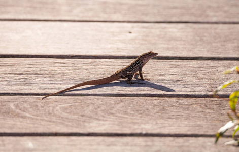 棕色古巴变色龙 Anolis sagrei 栖息在木板路上