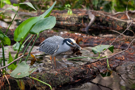 黑加冕夜鹭水鸟 Nycticorax Nycticorax 与