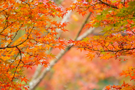 日本京都秋季五颜六色的枫叶 momiji