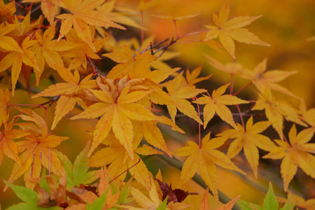 日本京都秋季五颜六色的枫叶 momiji