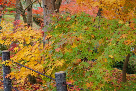 日本京都秋季五颜六色的枫叶 momiji