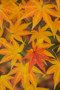 日本京都秋季五颜六色的枫叶 momiji