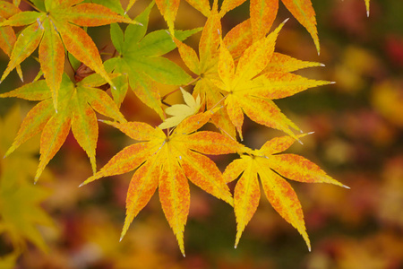 日本京都秋季五颜六色的枫叶 momiji