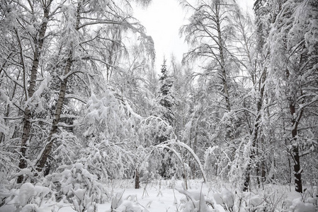 美丽的冬天白雪覆盖森林。 冰雪覆盖，树木结冰