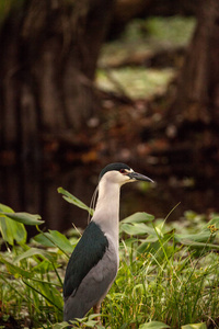 仍然黑加冕夜苍鹭水鸟 Nycticorax Nycticorax