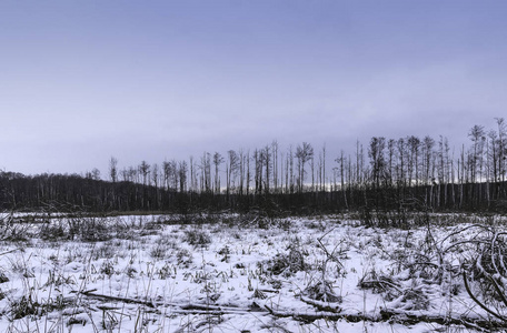 波兰冬季坎皮诺斯国家公园沼泽上空日落