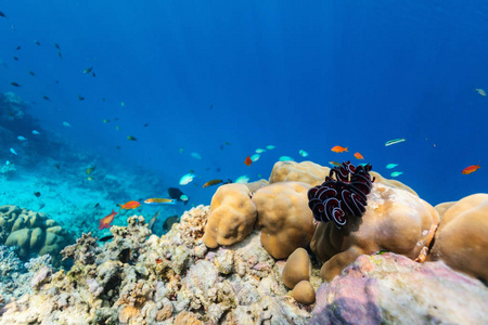 美丽多彩的珊瑚礁和马尔代夫水下的热带鱼