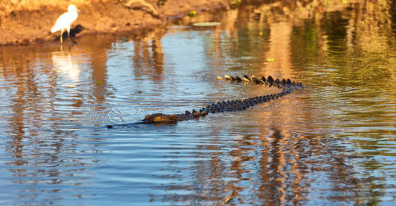 在澳大利亚的爬行动物鳄鱼在河里照片