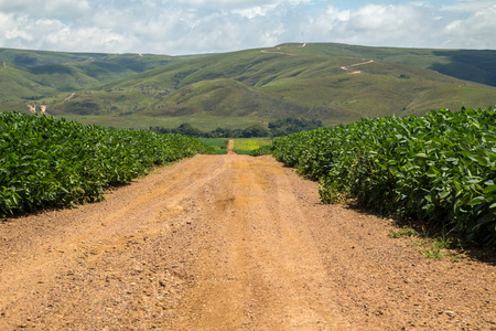 巴西蒙丹大豆种植路