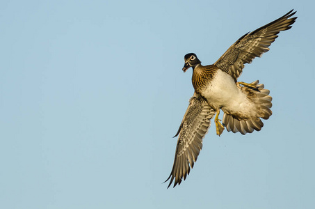 孤独的木鸭在蓝天上飞翔