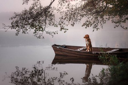 船上的狗。 诺瓦斯科舍鸭在湖边鸣叫猎犬