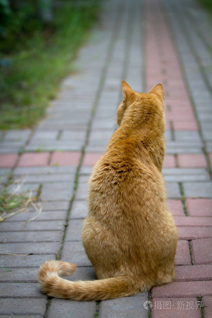 红猫坐着后视图