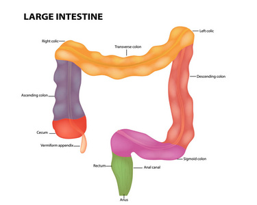 大肠的解剖。医学插图。