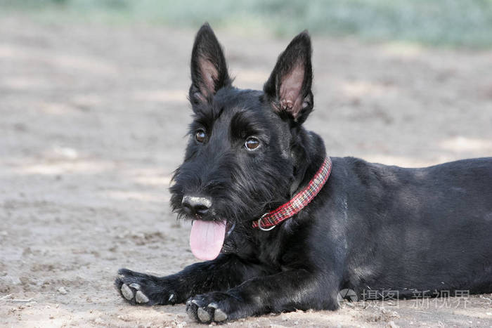 苏格兰猎犬小狗为自然户外肖像摆姿势