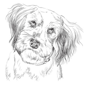 毛茸茸的狗矢量手绘肖像