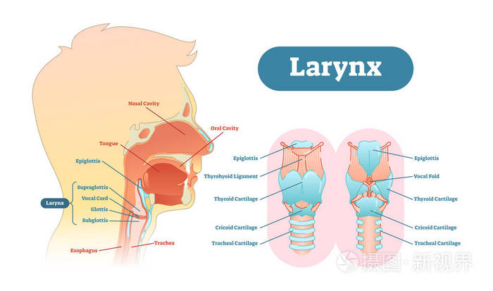 喉解剖向量图解, 教育医疗方案