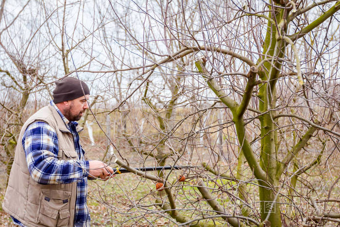 园丁正在砍树枝用长木树修剪果树