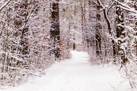 美丽的冬天森林与被打的小路