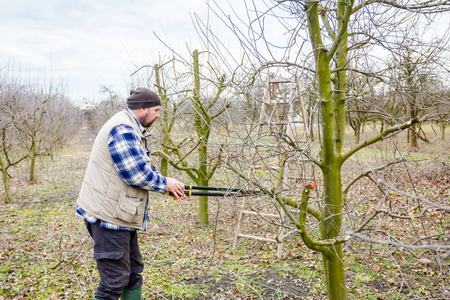 果树修剪图片 果树修剪素材 果树修剪插画 摄图新视界